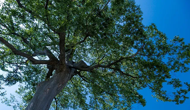 【Photoshop】樹木ありの青空を綺麗に除去する方法 サンプル